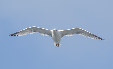 Yellow-legged Gull