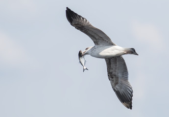 Yellow-legged Gull