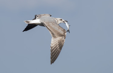 Yellow-legged Gull