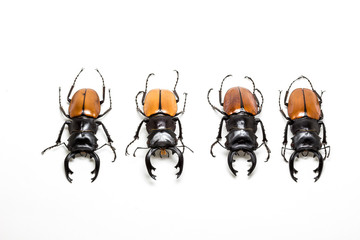 Group of Stag Beetle (Odontolabis mouhoti ) Male