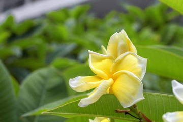 Fototapeta premium plumeria flower desert rose yellow beautiful on the tree ( Common name Apocynaceae,Frangipani , Pagoda ,Temple )