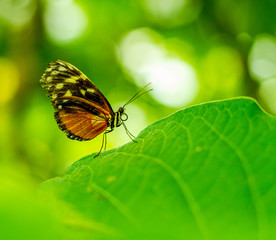 Fototapeta na wymiar Butterfly portrait with bokeh blurred