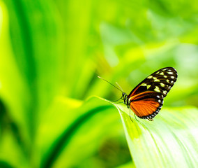 Morpho achilles portrait with bokeh blurred