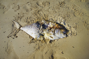 Death fish on the beach, global warming extinction
