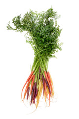 Colorful bunch of assorted varieties of carrots