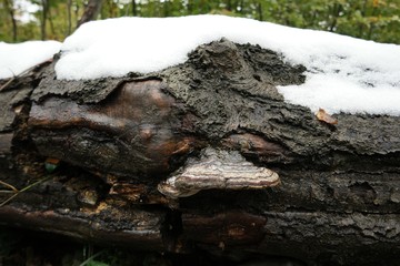 Polypore, a mushroom that grows on tree trunks