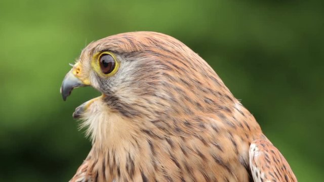 Eurasian kestrel bird of prey, falco tinnunculus