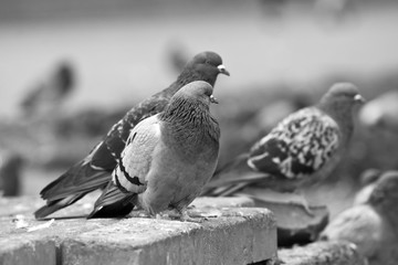 Urban pigeons closeup in black and white