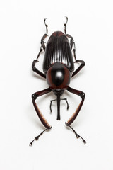Wild Snout Beetle