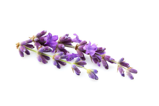 Lavender flowers isolated.