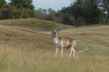 Fallow deer in nature during rutting season
