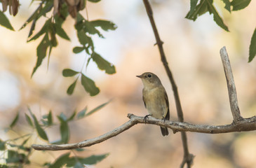 Red-breasted Flycatcher