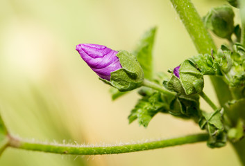 Fototapeta na wymiar beautiful purple flower in nature