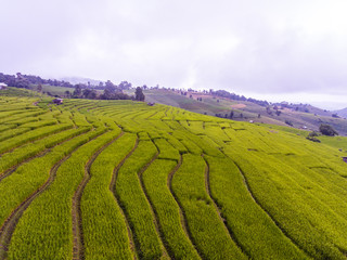Naklejka premium Terraced Rice Field in Hill, Chaingmai, Thailand
