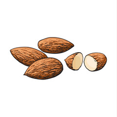 Whole and cut almond nuts, vector illustration isolated on white background. Drawing of almonds on white background, delicious healthy vegan snack