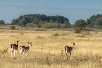 Fallow deer in nature during rutting season
