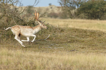 Fallow deer in nature during rutting season
