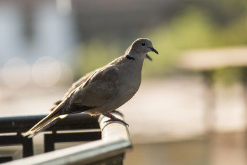 Collared Dove