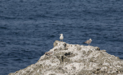 Yellow-legged Gull