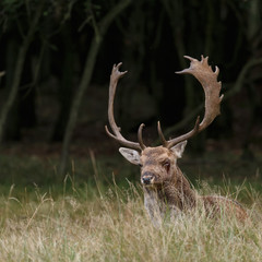 Fototapeta premium Fallow deer in nature during rutting season 