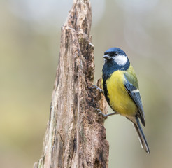 Great tit