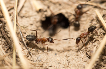 ants on the ground. macro