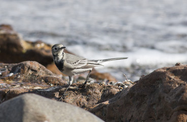 White Wagtail
