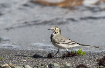 White Wagtail