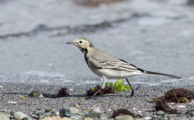 White Wagtail