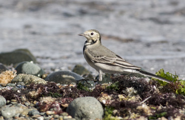 White Wagtail