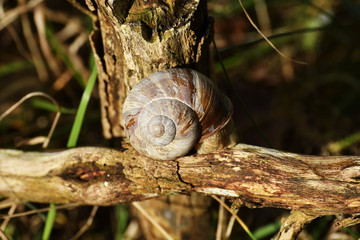 Helix pomatia