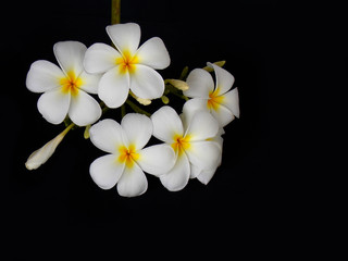 Fototapeta na wymiar Beautiful white plumeria flower on black background 