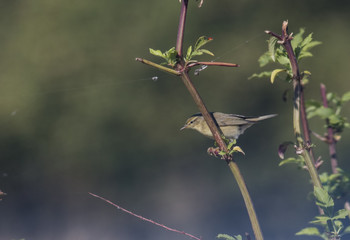 Common Chiffchaff