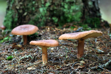 Red Hot Milk Cap Mushrooms - Lactarius rufus