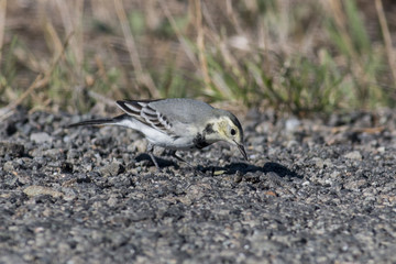 White Wagtail