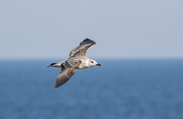 Yellow-legged Gull