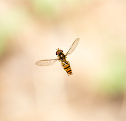 fly in flight in nature. macro