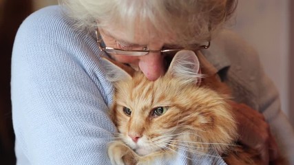 Close up as senior woman holds and is affectionate with Maine Coon cat