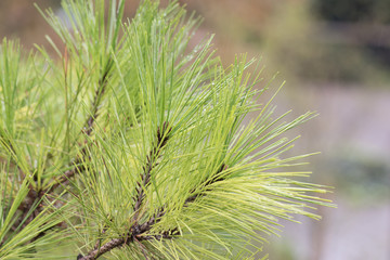 水滴を帯びたピンクの花
