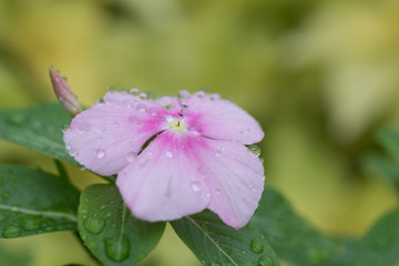 水滴を帯びたピンクの花