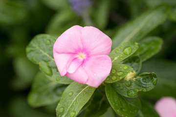 水滴を帯びたピンクの花