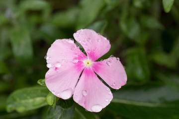 水滴を帯びたピンクの花