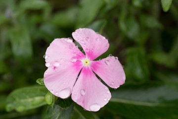 水滴を帯びたピンクの花