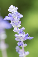 水滴を帯びた紫色の小さな花
