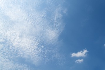 plumeria flower  desert  rose yellow beautiful on the tree  ( Common name Apocynaceae, Frangipani , Pagoda ,Temple )