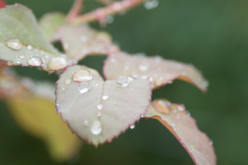 水滴を帯びた葉っぱ
