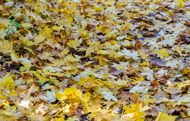 Background from autumn leaves