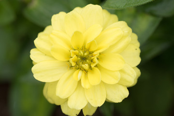 水滴を帯びた花