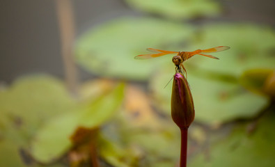 Dragonfly sitting on the water lily