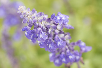 水滴を帯びた紫色の小さな花